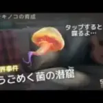 ステサバ テストサーバー情報うごめく菌の潜窟 プチキノコを育ててお散歩！タップすると喋るよ…