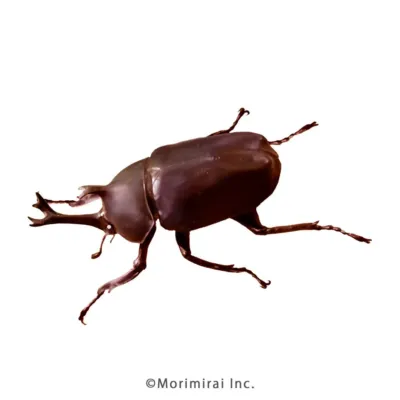 カブトムシ♂