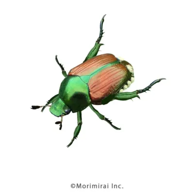 マメコガネ